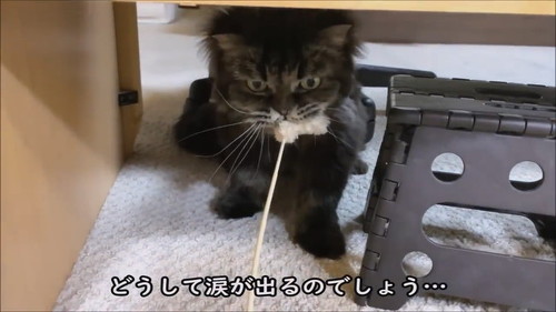 遊ぶ猫
