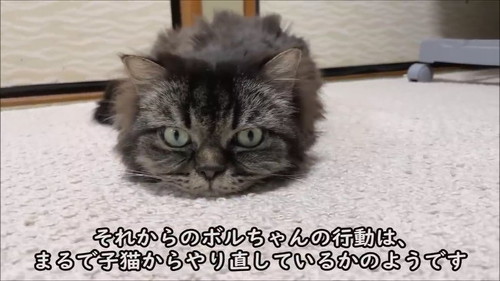 子猫からやり直し