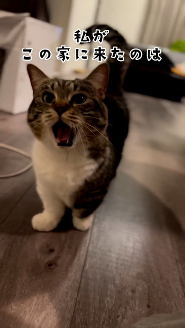 この家に来たのは