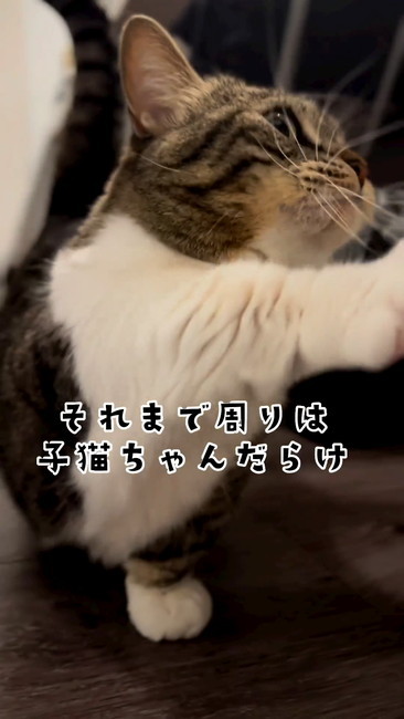 子猫だらけ