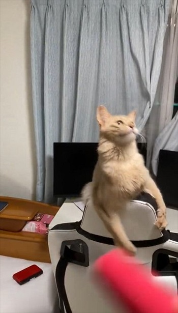 目で追いかける猫