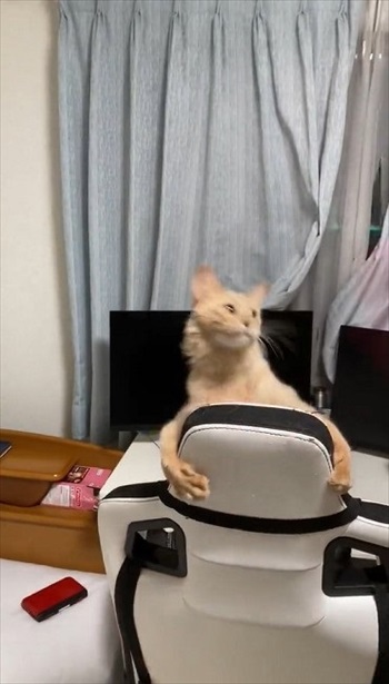 捕まえようとする猫