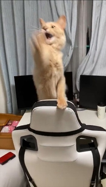 立ち上がる猫
