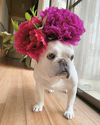 牡丹ブルンちゃん