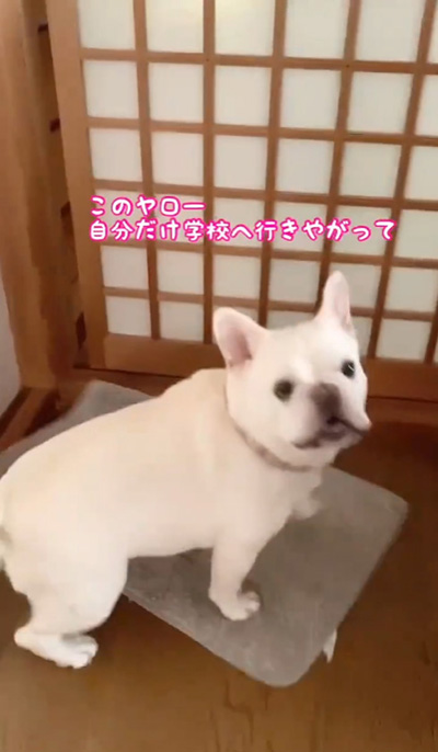 手前を見るブルンちゃん