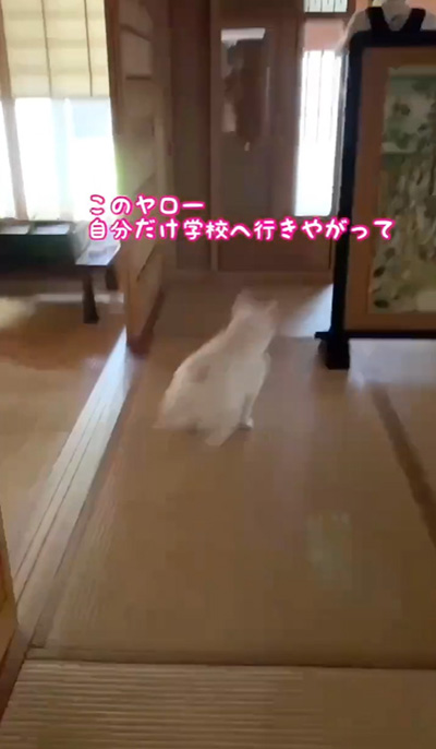 追いかけるブルンちゃん