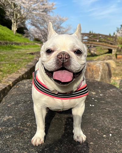 お散歩中ブルンちゃん