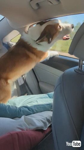 「Corgi Road Trip || ViralHog」