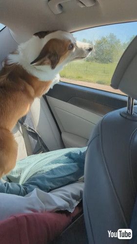 「Corgi Road Trip || ViralHog」