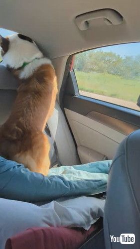 「Corgi Road Trip || ViralHog」