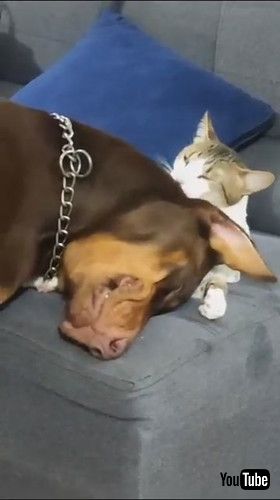 「Cat Grooms Doberman Pinscher || ViralHog」