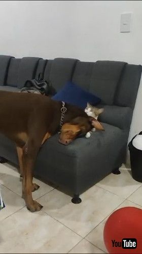 「Cat Grooms Doberman Pinscher || ViralHog」