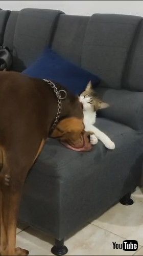 「Cat Grooms Doberman Pinscher || ViralHog」