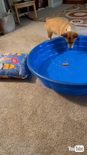 おやつに届かないワンコ