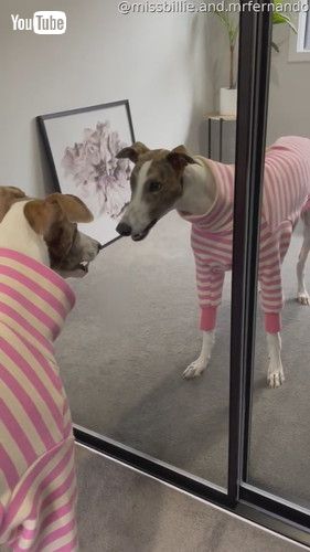 鏡の中の自分がハンサムでびっくりする犬