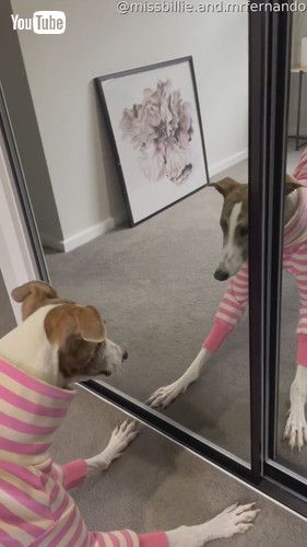 鏡の中の自分がハンサムでびっくりする犬