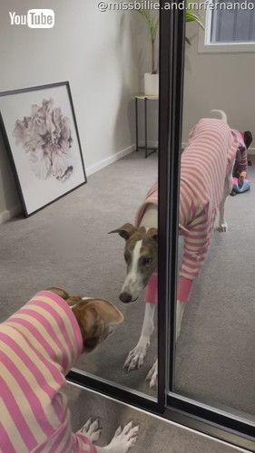 鏡の中の自分がハンサムでびっくりする犬