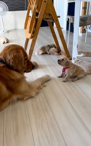 向かい合うゴールデンレトリバー親子