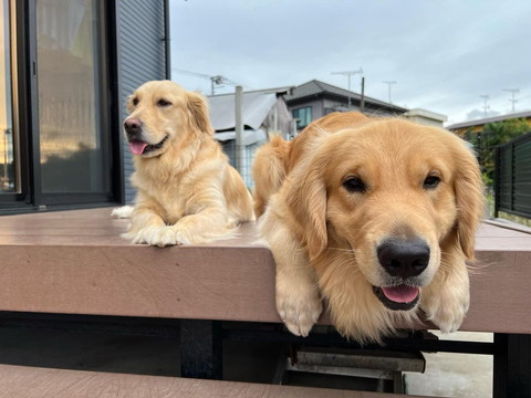 ゴールデン成犬ツーショット