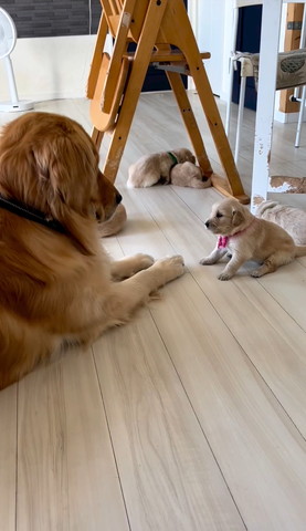 姿勢を起こす成犬とそれを見つめる子犬