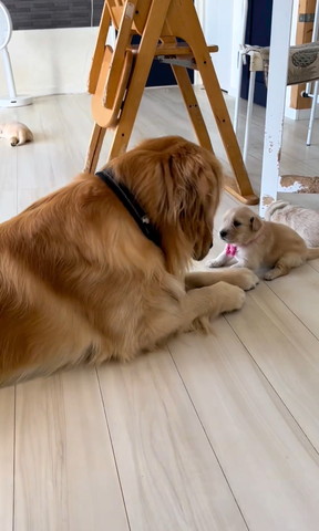 子犬に顏近づける成犬