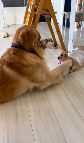 子犬にさわろうとする成犬