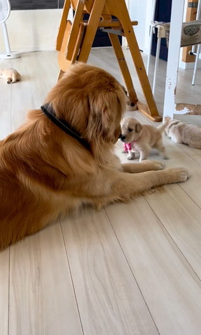 しっぽ振って鼻チューする子犬