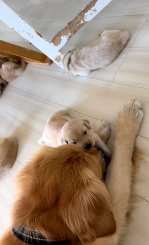 成犬の鼻の上にのる子犬