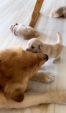 お互いに顏寄せる親子犬