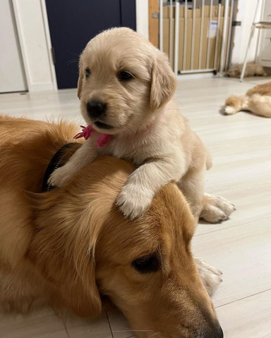 成犬の頭に乗る子犬