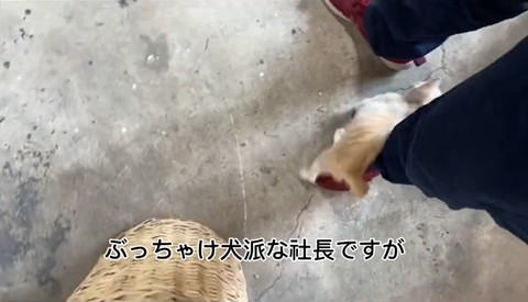 足元に子犬