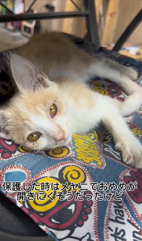 抱っこされてるワンコ斜め前から