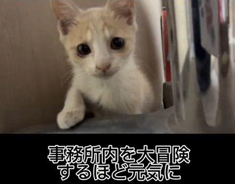 事務所内を大冒険するほどテロップ