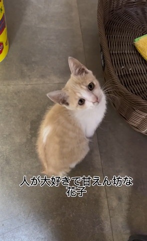 人が大好きで甘えん坊テロップ