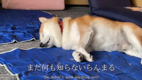 姉と3カ月ぶりに再会する柴犬