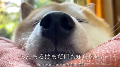 姉と3カ月ぶりに再会する柴犬