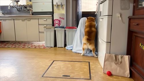 姉と3カ月ぶりに再会する柴犬