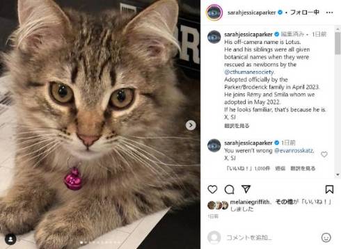 サラ・ジェシカ・パーカー、ドラマ内で引き取った猫を現実でも引き取る