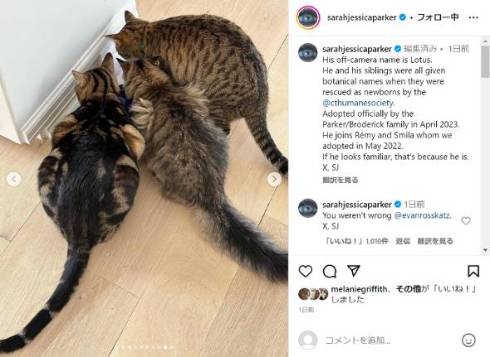 サラ・ジェシカ・パーカー、ドラマ内で引き取った猫を現実でも引き取る