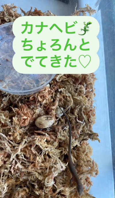 カナヘビ出てきた