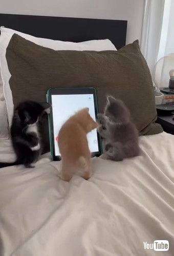 後ろ足で立つ子猫