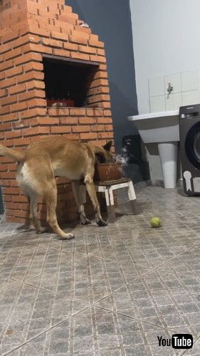 「Malinois Makes A Watery Mess || ViralHog」