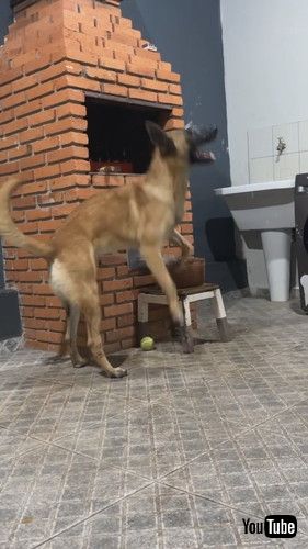 「Malinois Makes A Watery Mess || ViralHog」