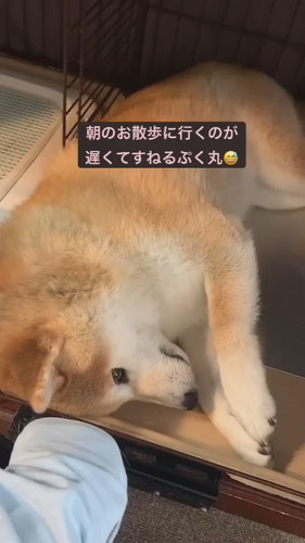 「朝のお散歩に行くのが遅くてすねるぷく丸」