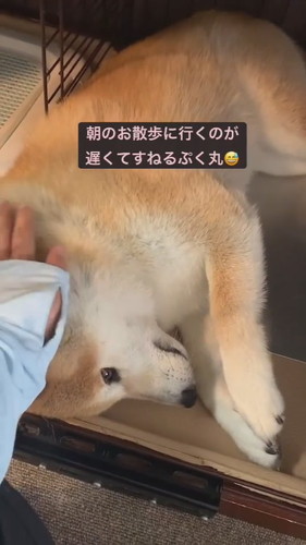 柴犬ぽんぽん