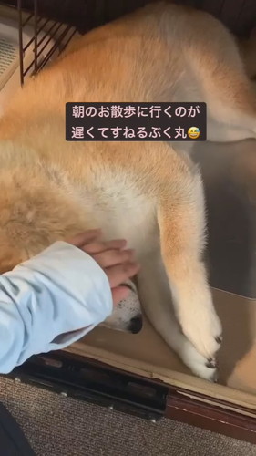 動かない柴犬