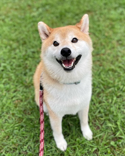 お散歩好きなぷく丸くん