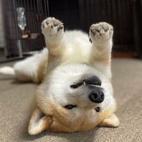 あお向けのぷく丸くん