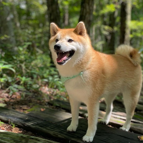 旅行満喫するぷく丸くん