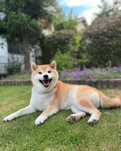 まったりぷく丸くん